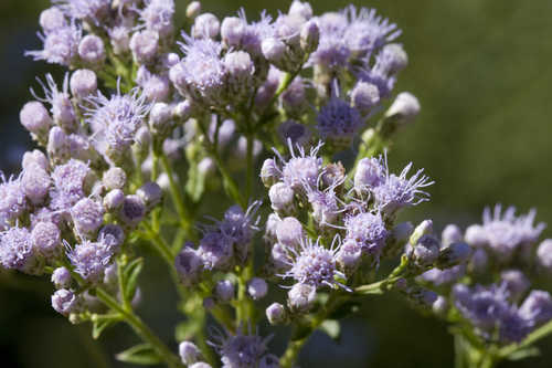 Chromolaena ivifolia #7